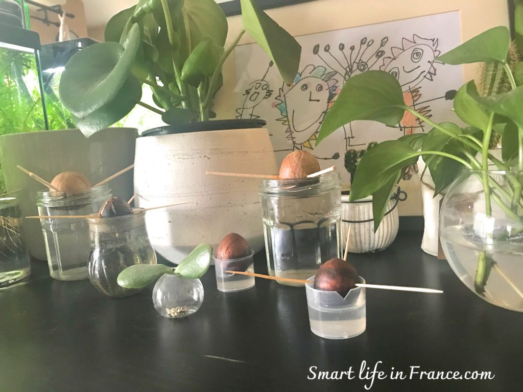 アボカドの種を水耕栽培から鉢上げまで上手に進めるポイント Smart Life In France
