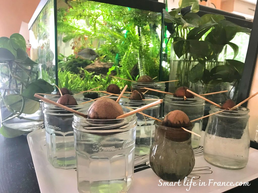 アボカドの種を水耕栽培から鉢上げまで上手に進める９つのポイント Smart Life In France