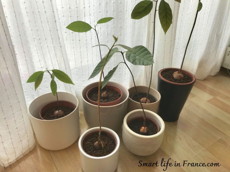 アボカド栽培が上手くいかない際の見直すべきポイント４つ 初心者編 Smart Life In France